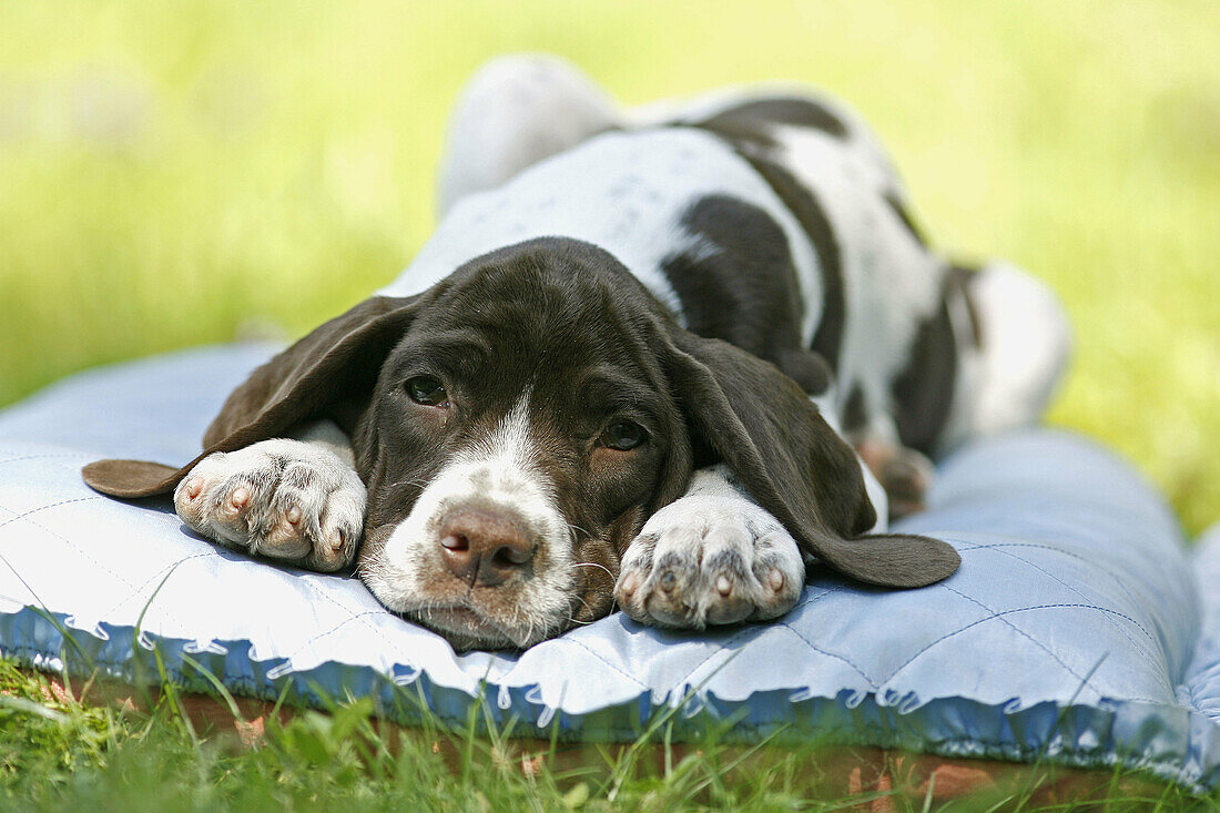 Dog resting, Old Danish Bird Dog