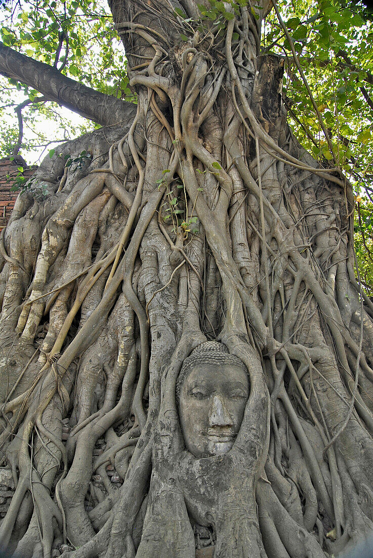 Buddhakopf von Wurzeln umschlossen, Ayutthaya, Wat Mahatat, Thailand, Asien