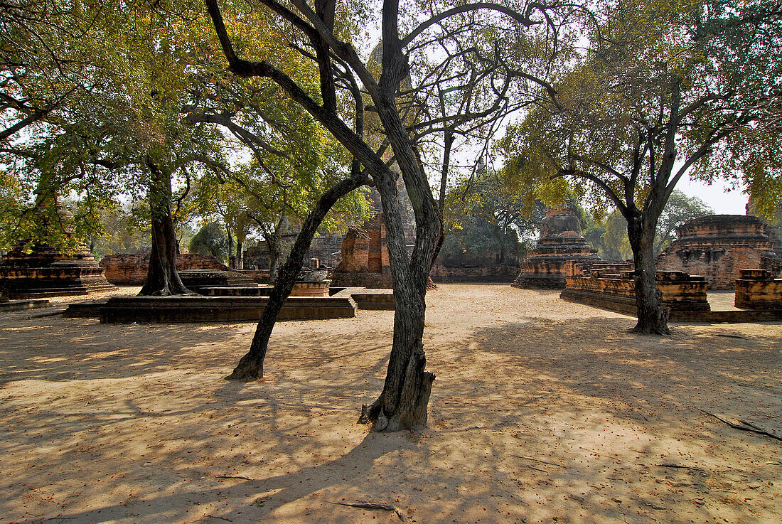 Wat Phra Si Sanphet, trees and ruins of chedis, Ayutthaya, Thailand, Asia