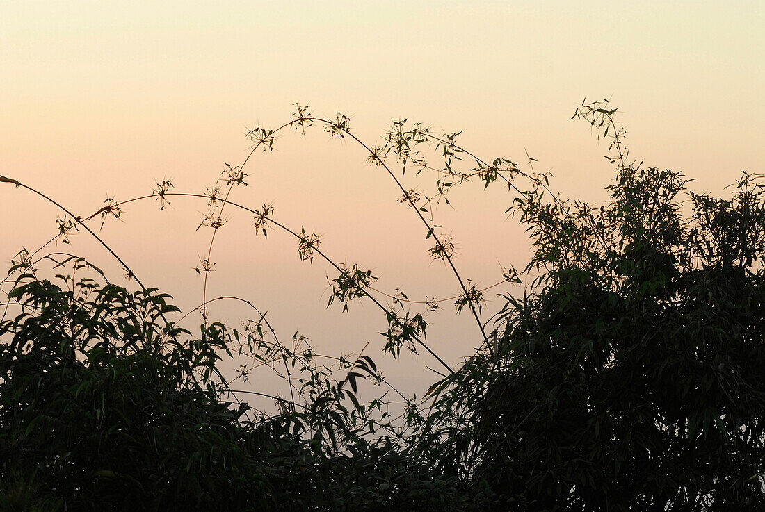 Bambus bei Abenddämmerung, Khao Yai Nationalpark, Provinz Khorat, Thailand, Asien