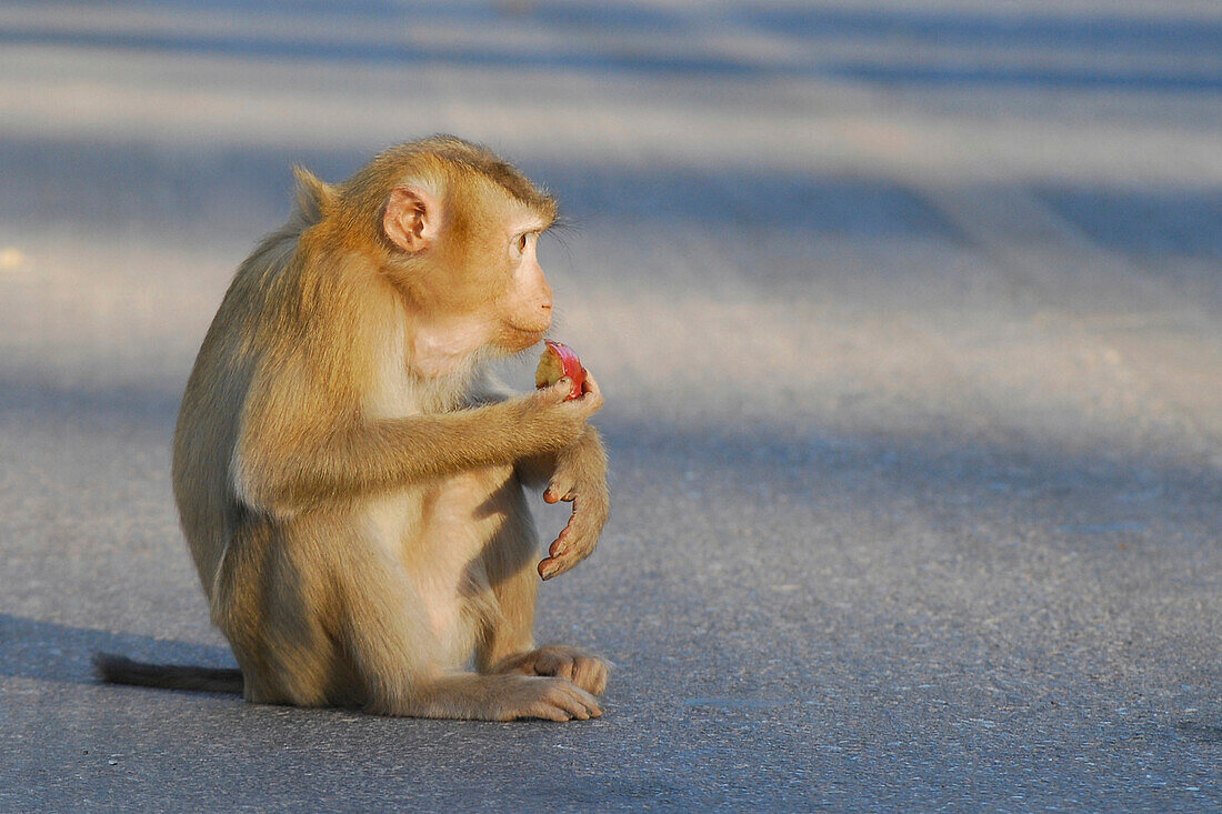 Affe sitzt auf der Strasse im Khao Yai Nationalpark, Provinz Khorat, Thailand, Asien