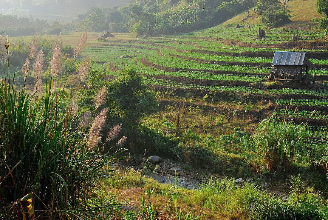 Felder in den Hügeln im Morgenlicht, Mae Sariang, Provinz Mae Hong Son, Thailand, Asien