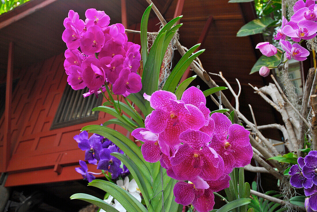 Orchids blooming at Jim Thompson House, Bangkok, Thailand, Asia