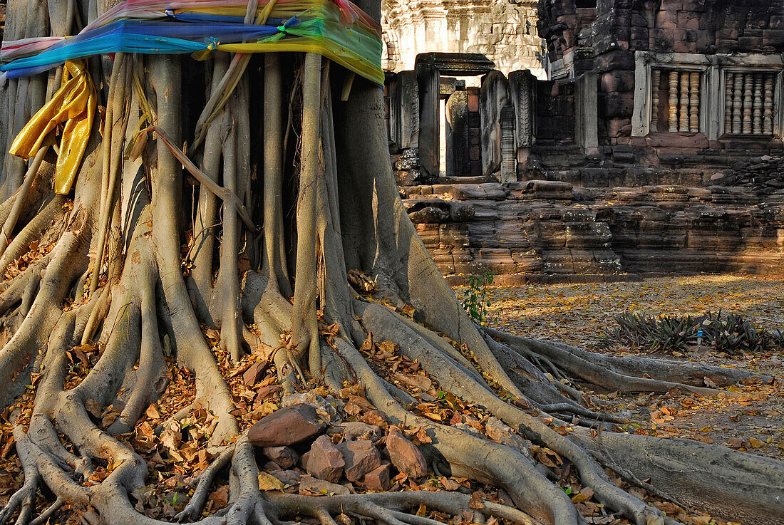 Wurzeln eines Banyan Baumes in Prasat Hin Phimai, Khmer Tempel in der Provinz Khorat, Thailand, Asien