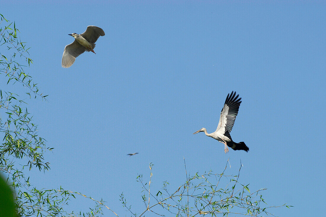 Fliegende Störche, die in der Nähe nisten, Lopburi, Thailand, Asien