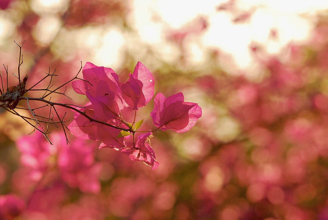 Bougainvillea at Sukothai Historical Park, Central Thailand, Asia