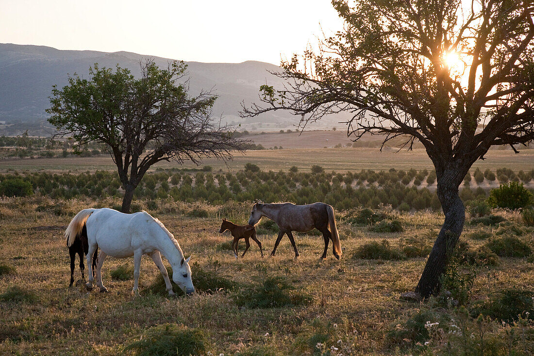 Pferde und Fohlen grasen im Morgenlicht auf einem Feld, Domusnovas, Sardinien, Italien, Europa