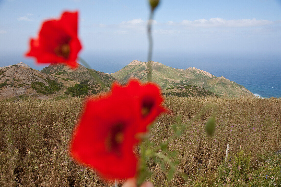 Poppies in front of coast area and ocean, Sardinia, Italy, Europe