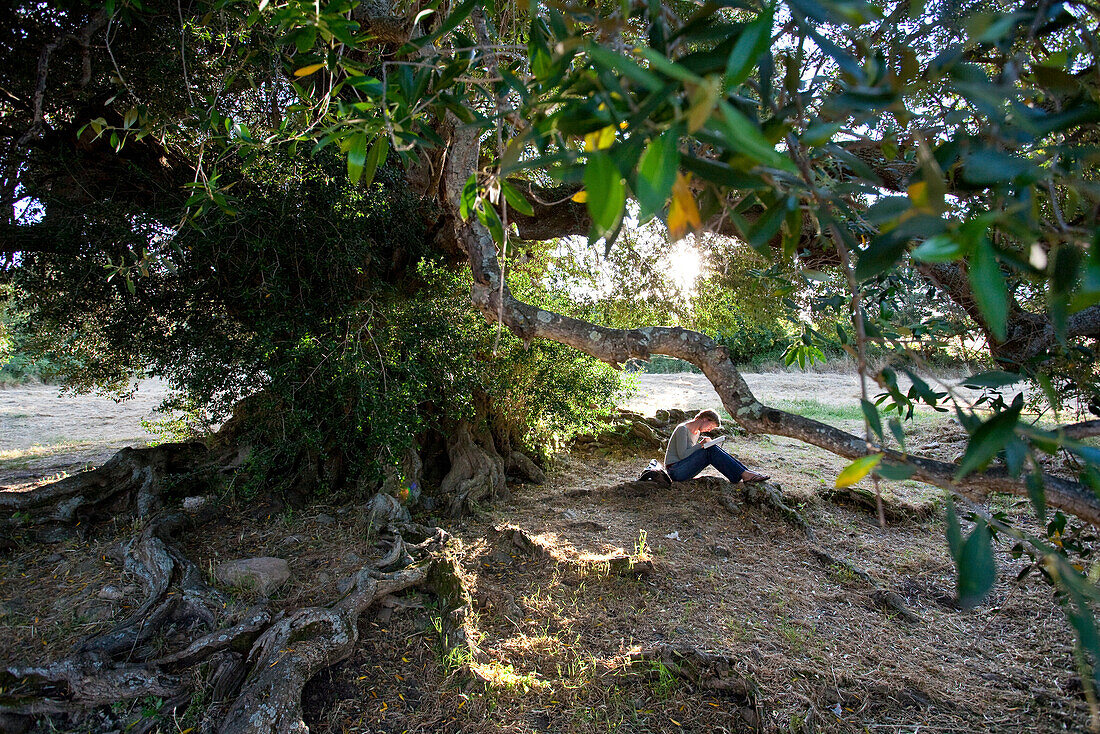 Frau liest ein Buch unter tausendjährigem Olivenbaum, Luras, Sardinien, Italien, Europa