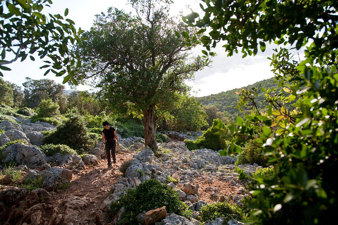 Woman hiking under trees in the evening light, Altiplano Su Golgo, Sardinia, Italy, Europe