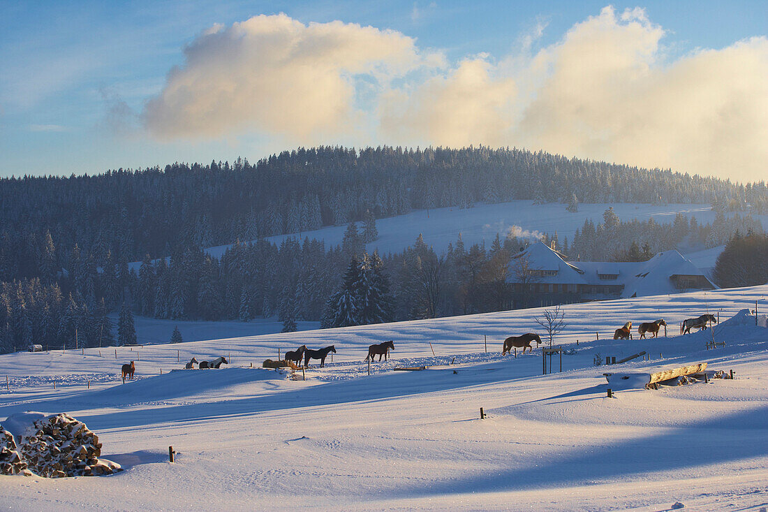 Winterabend auf dem Schauinsland, Bauernhaus, Pferd, Halde, Schwarzwald, Baden-Württemberg, Deutschland, Europa