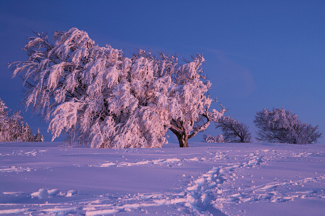 Winterabend auf dem Schauinsland, Nach Sonnenuntergang, Windbuche, Schwarzwald, Baden-Württemberg, Deutschland, Europa