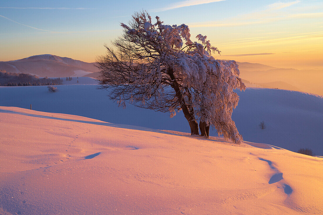 Winter's evening on the Schauinsland, Sunset, Beech formed by storm, Black Forest, Baden-Württemberg, Germany, Europe