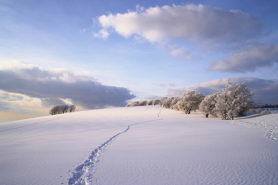 Tracks in snow and snow covered trees, Schauinsland, Black Forest, Baden Wurttemberg, Germany