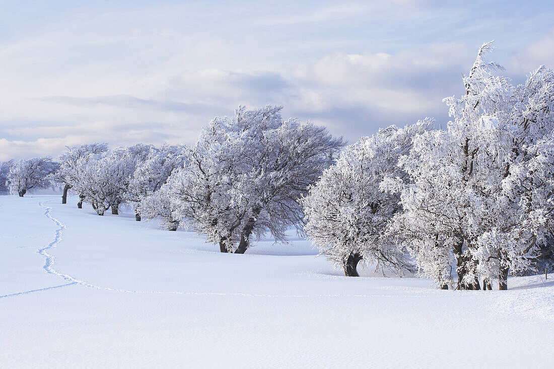 Winternachmittag auf dem Schauinsland, Windbuche, Schwarzwald, Baden-Württemberg, Deutschland, Europa