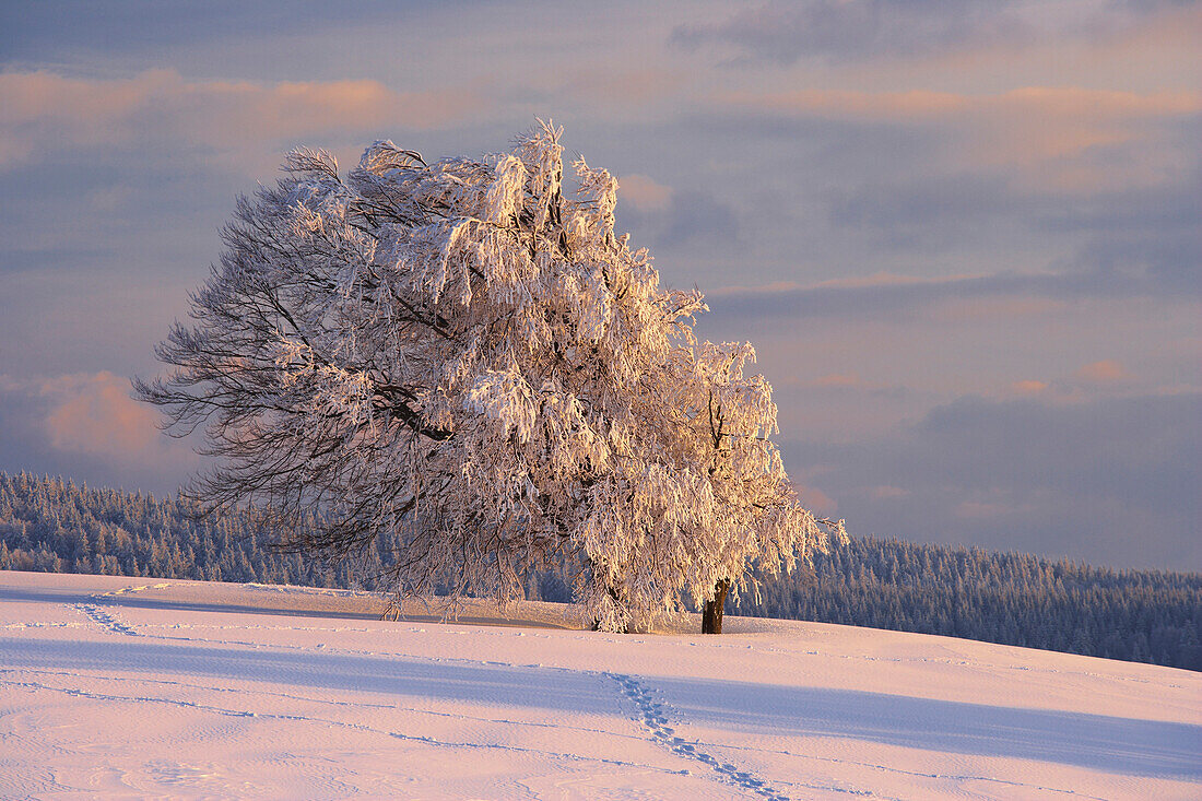 Winter's evening on the Schauinsland, Before sunset, Beech formed by storm, Black Forest, Baden-Württemberg, Germany, Europe