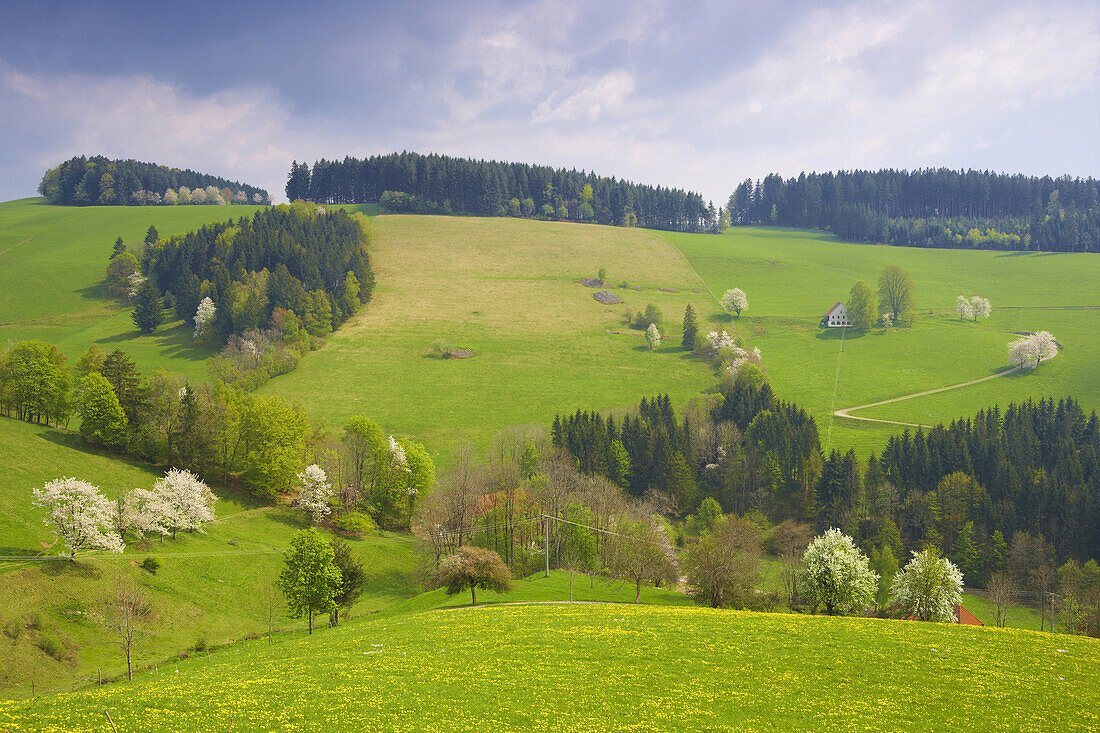 Blooming apple trees near St. Maergen, Black Forest, Baden Wurttemberg, Germany