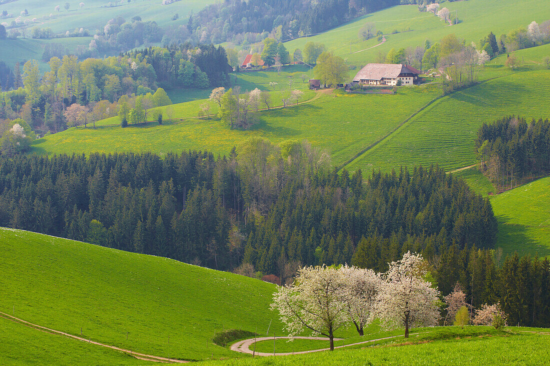 Spring day near St. Märgen, Black Forest, Baden-Württemberg, Germany, Europe