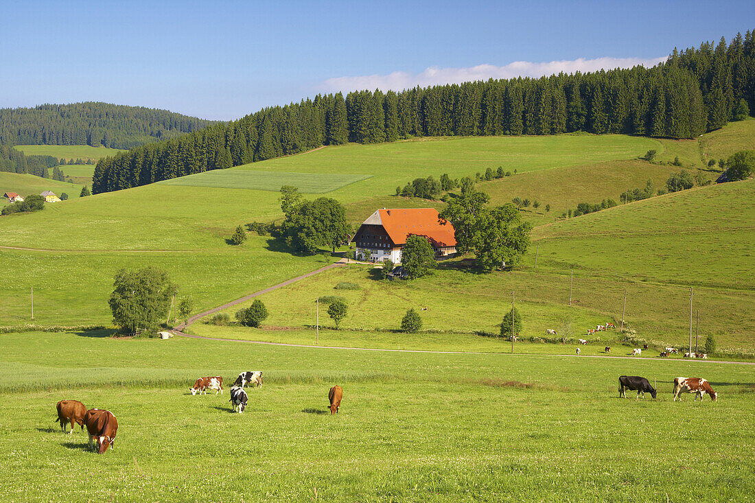 Black forest house near Titisee, Black Forest, Baden-Württemberg, Germany, Europe