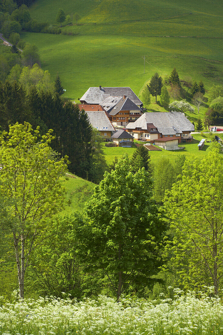 View to Farmhouse, Praeg, Black Forest, Baden Wurttemberg, Germany