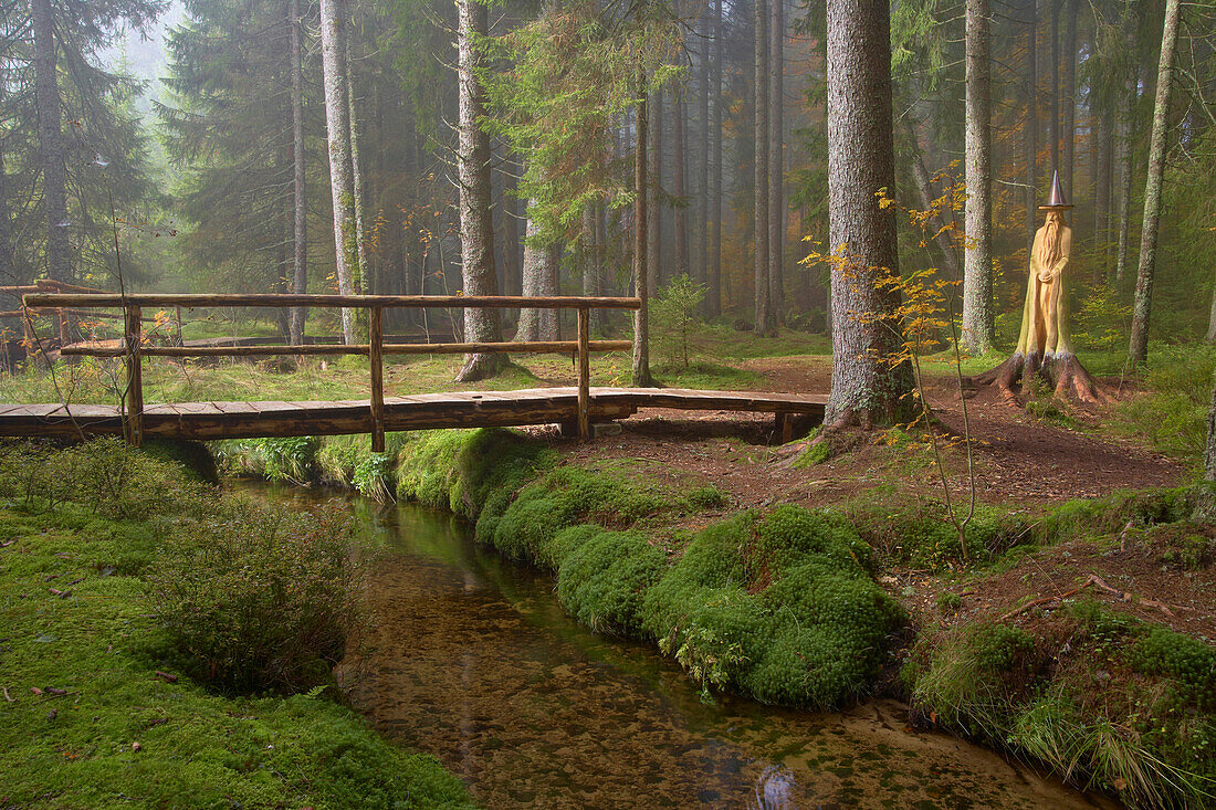 Zauberwald (forest) Bernau, Autumn, Black Forest, Baden-Württemberg, Germany, Europe