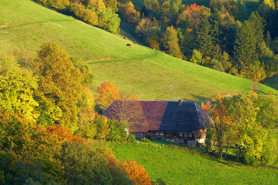 Autumnal tint near St. Ulrich, Farmhouse, Markgräflerland, Black Forest, Baden-Württemberg, Germany, Europe