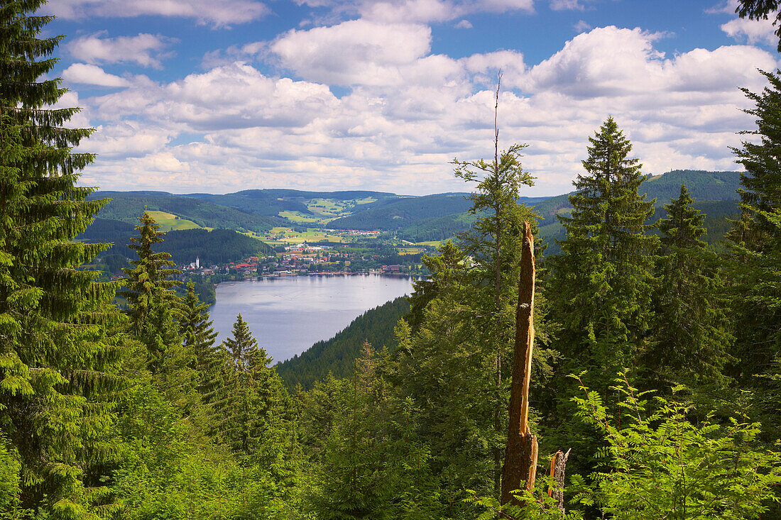 View at Titisee-Neustadt on Titisee (lake), Summer day, Black Forest, Baden-Württemberg, Germany, Europe