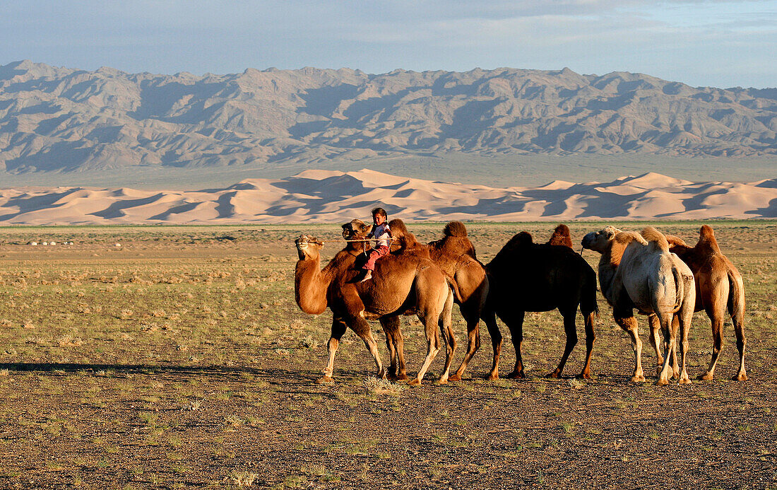 Child with camels in the desert, Gobi Desert, Mongolia