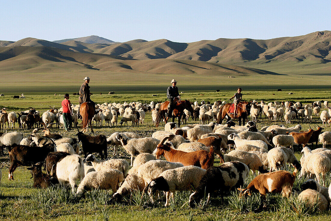 Herders amongst sheep, General, Mongolia
