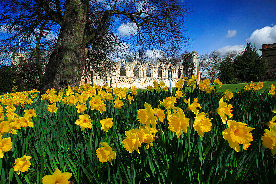 St Mary's Abbey in Yorkshire Museum Gardens in springtime, York, Yorkshire, UK, England