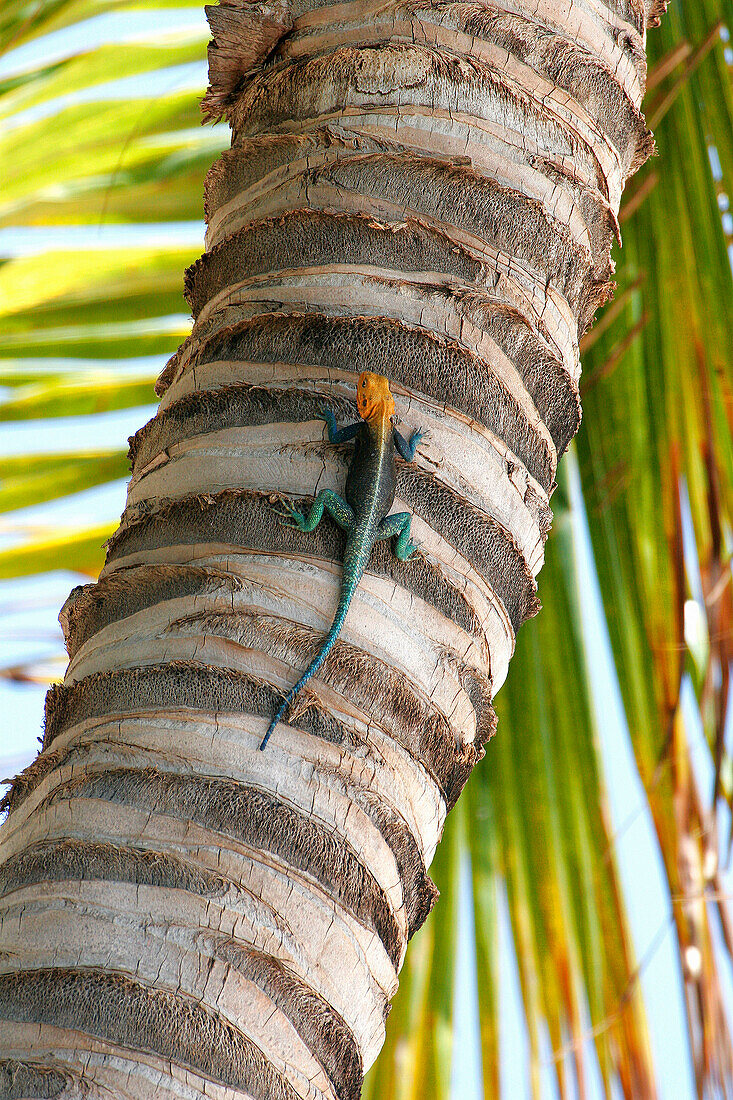 An Agama lizard on a coconut palm, Lizard, Wildlife