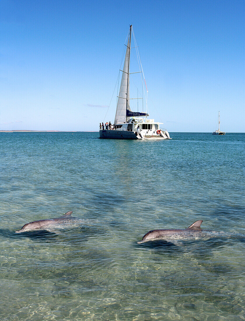 Dolphins and boat in bay, Shark Bay, Western Australia, Australia