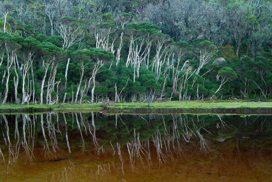 Tree-lined river with reflections, Wilsons Promontory National Park, Victoria, Australia