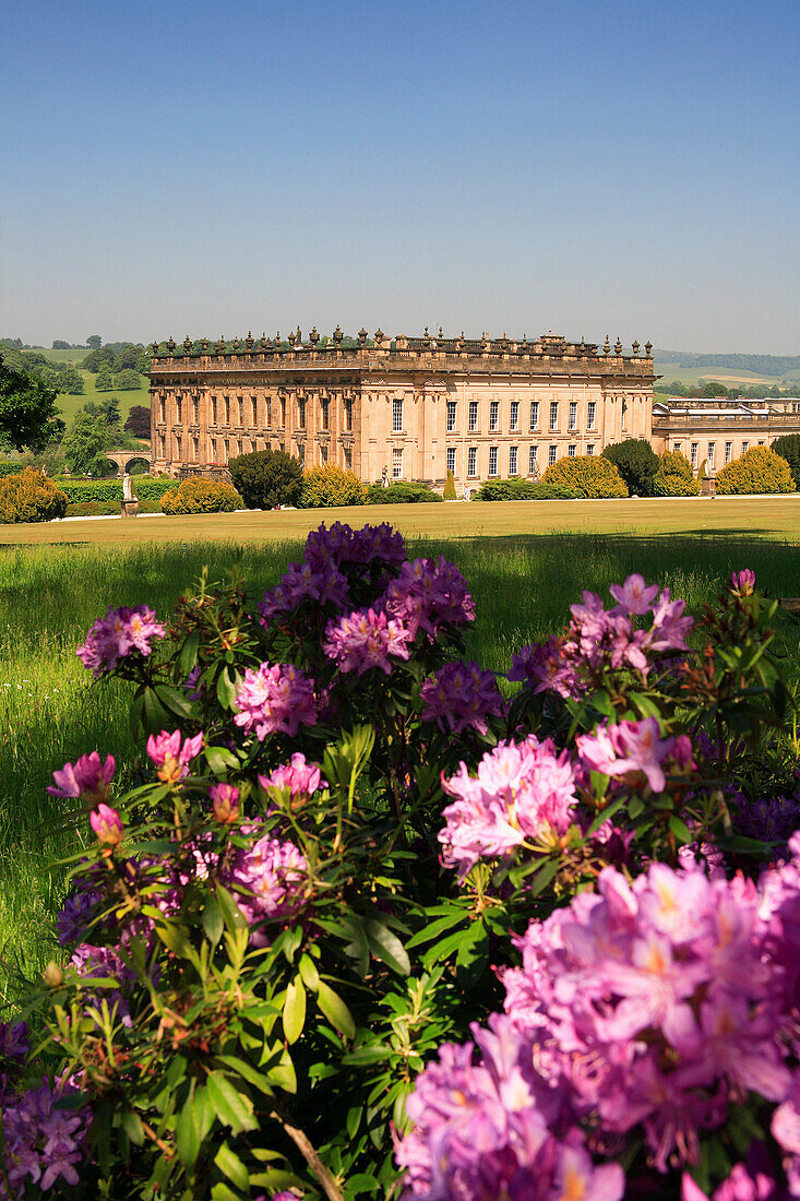 View to Chatsworth House with rhododendrons, Chatsworth House, Derbyshire, UK, England