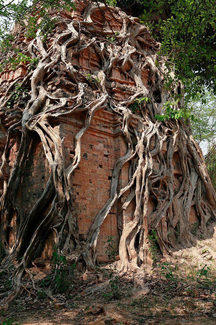 Overgrown ancient ruins at Sambor Prei Kuk, Phnom Penh, near, Cambodia