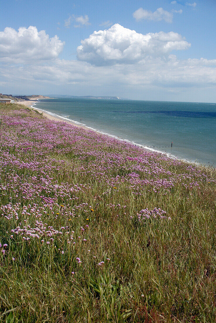 Flowers on Southbourne cliffs, Bournemouth, Dorset, UK, England