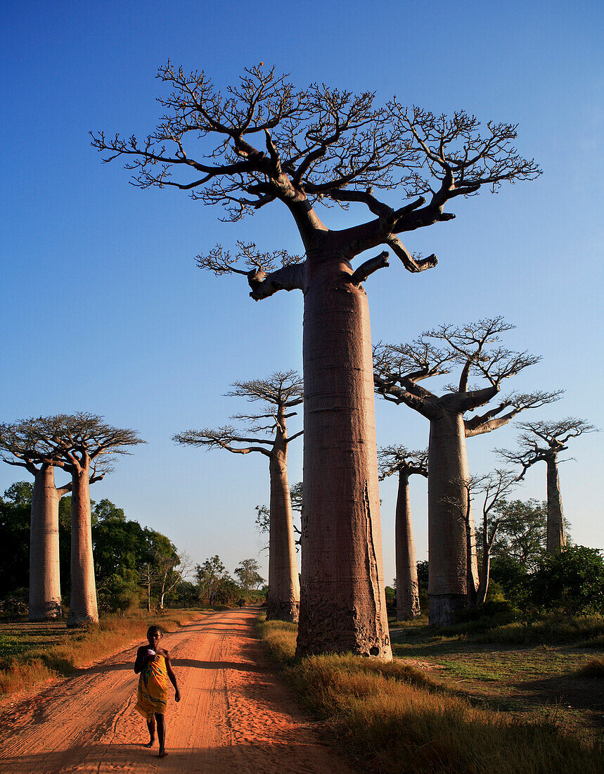 Avenue of baobab trees, Morondava, near, Madagascar