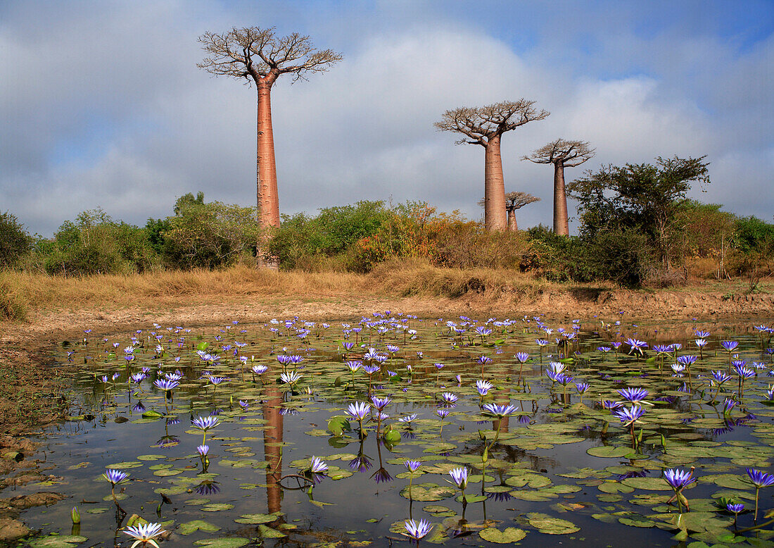 Baobab trees and water lilies, Morondava, near, Madagascar