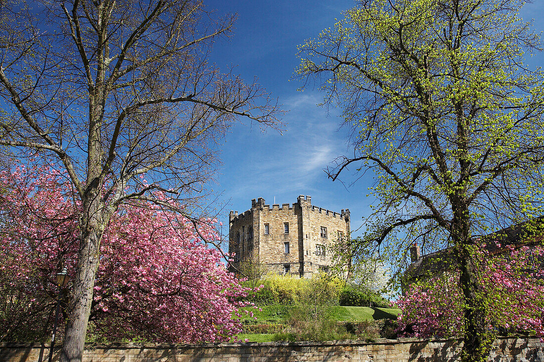 Durham Castle framed by cherry blossom, Durham, County Durham, UK, England