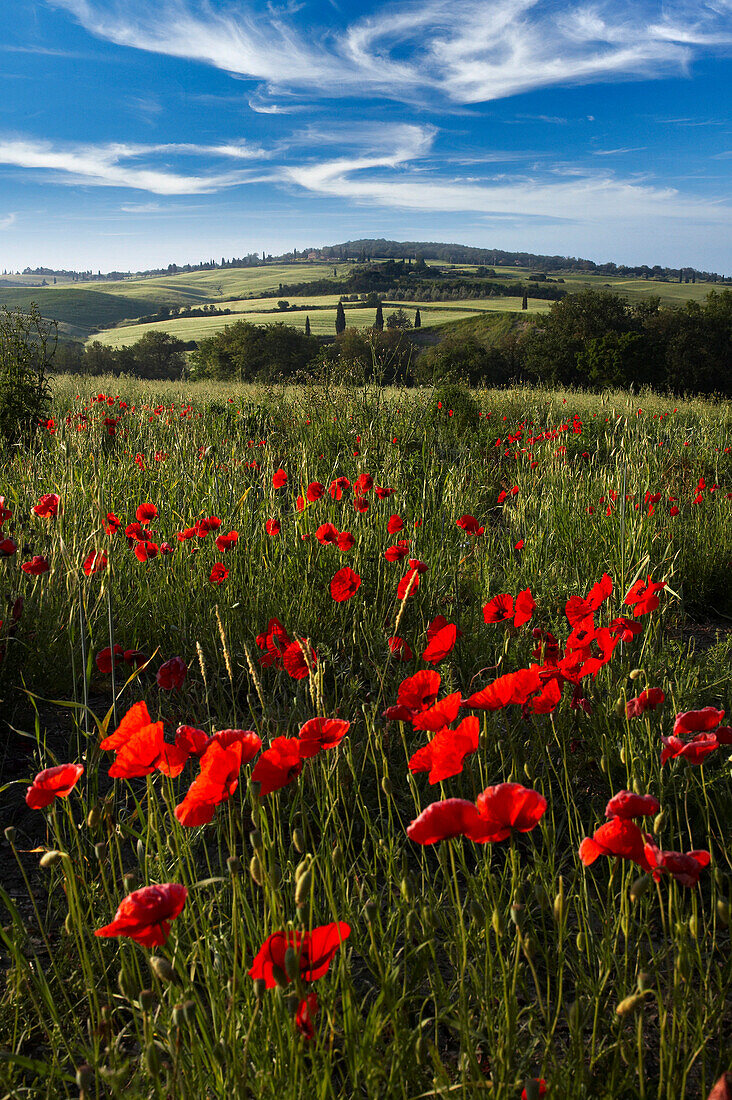 Tuscan landscape with poppies, General, Tuscany, Italy