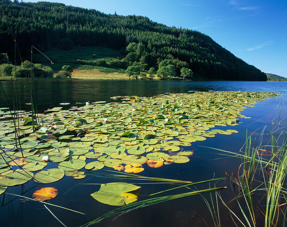 Waterlilies on lake, Llyn Geirionydd, Gwynedd, UK, Wales