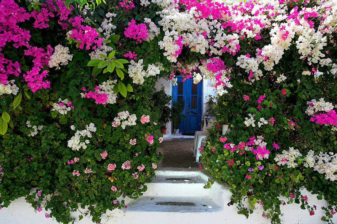 Flowers around blue door, General, Rhodes Island, Greek Islands
