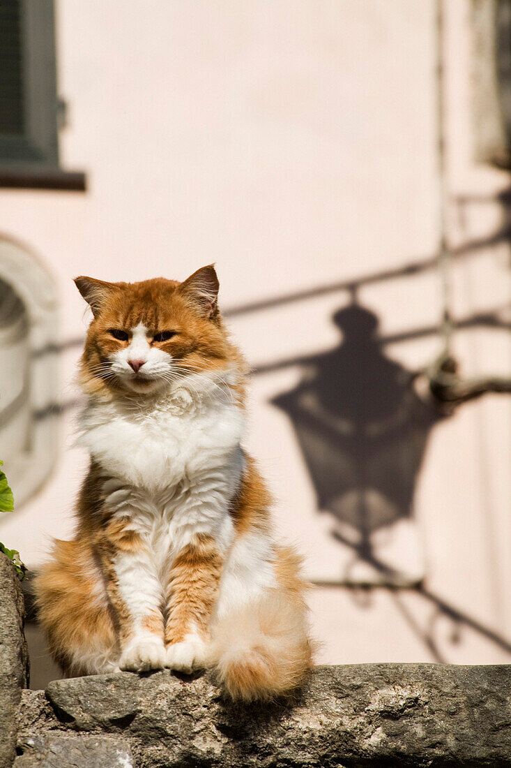 Cat with shadow of ornate lamp, Pignone, Liguria, Italy