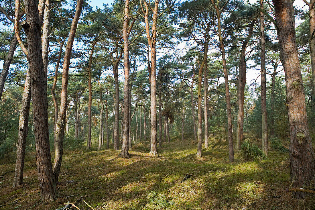 Pine forest, Fischland-Darss-Zingst, Mecklenburg-Lower Pomerania, Germany