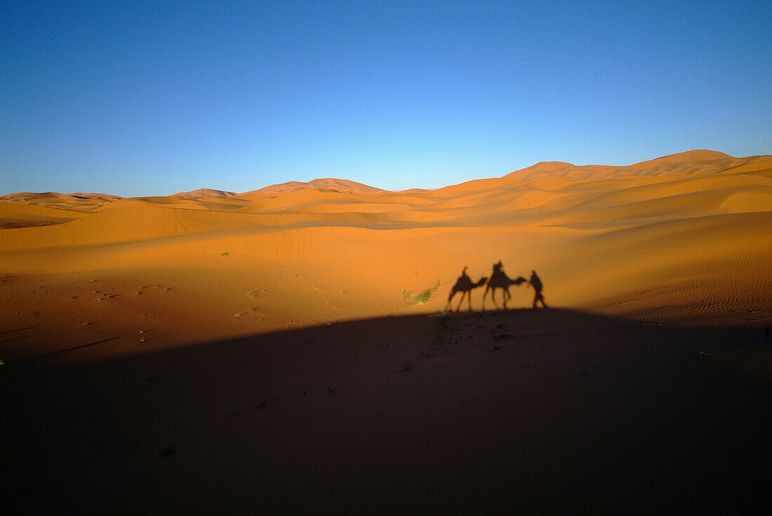 Camel shadows in the desert, Merzouga, Morocco
