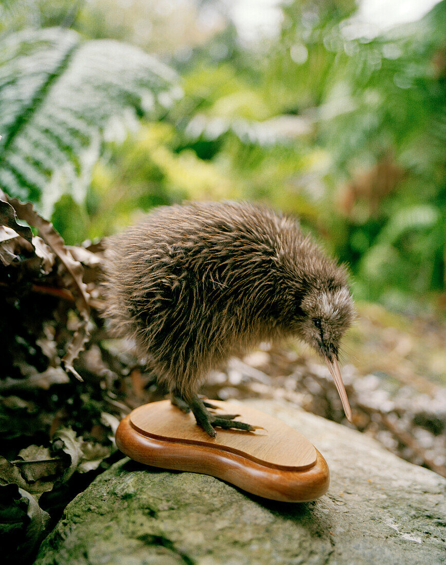 Stuffed Okarito Kiwi chick on a stone, Westland National Park, west coast, South Island, New Zealand