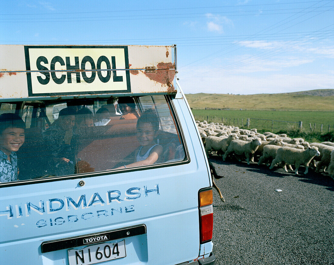 Maori Kinder in einem Schulbus im Stau, Schafe auf dem Highway 35, Nordinsel, Neuseeland