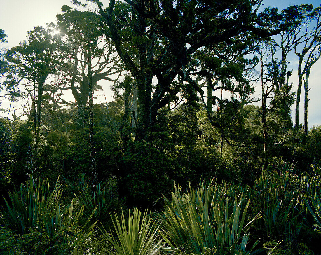 Sonnenbeschienene Flachspflanzen im Regenwald, Westküste, Südinsel, Neuseeland