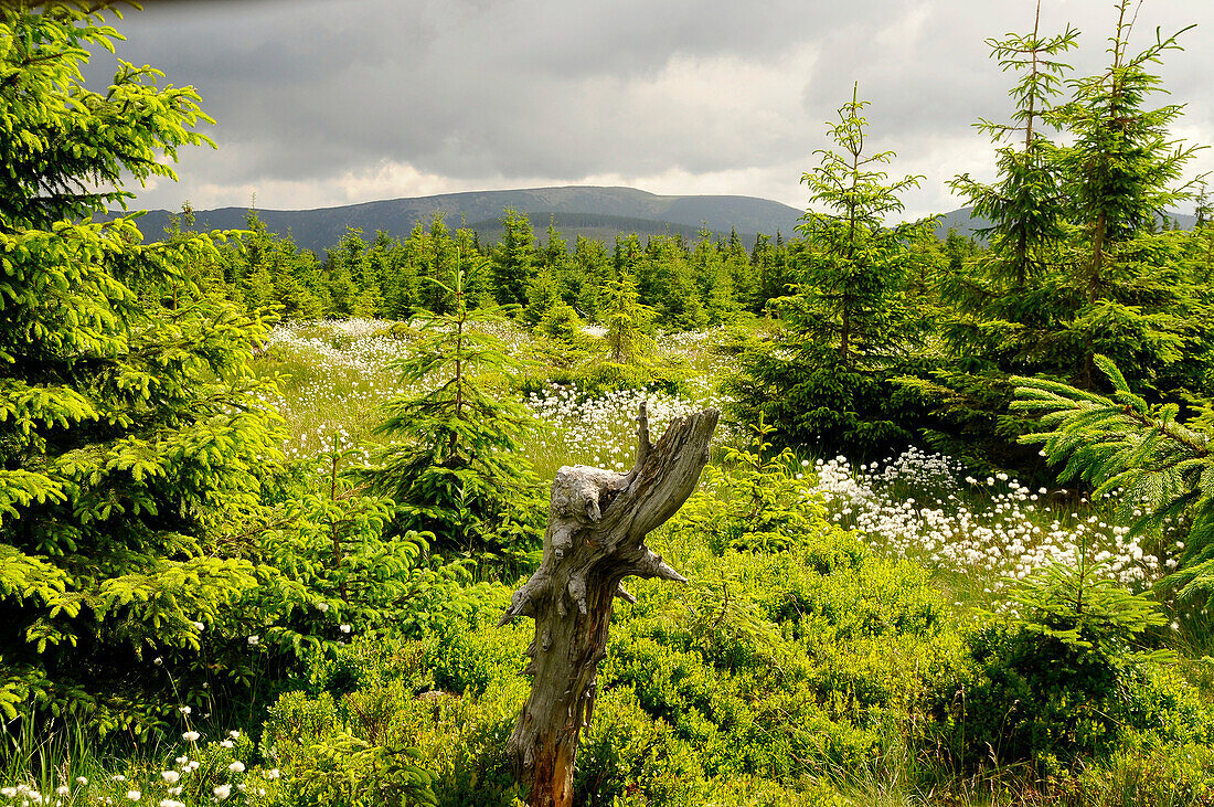 Conifers and glade at Mount Plan under grey clouds, Bohemian mountains, east-bohemian, Czech Republic, Europe