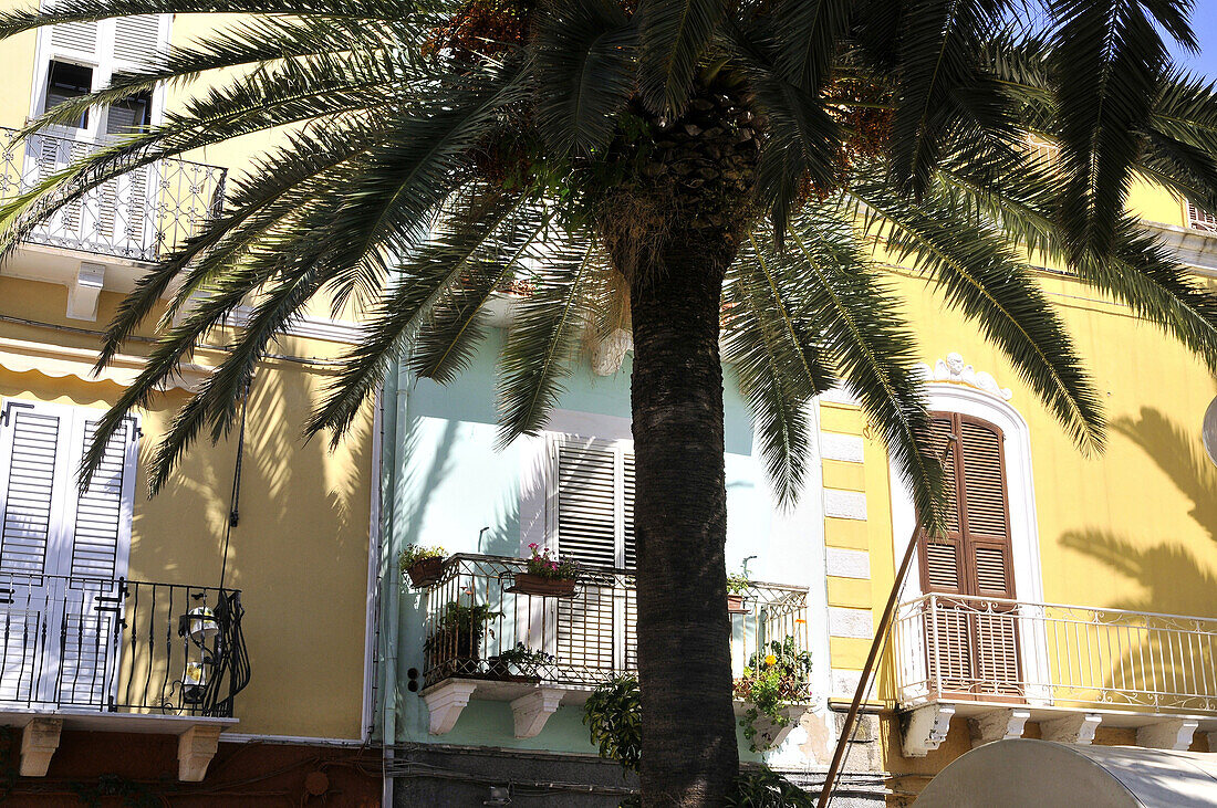 Farbenfrohe Häuser und Palme in der Stadt Carloforte, Isola di San Pietro, Süd Sardinien, Italien, Europa